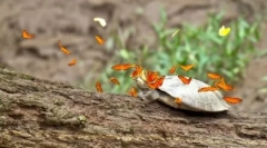 Divy přírody: amazon butterflies, kteří pijí slzy želvy (3 fotky + 2 video)